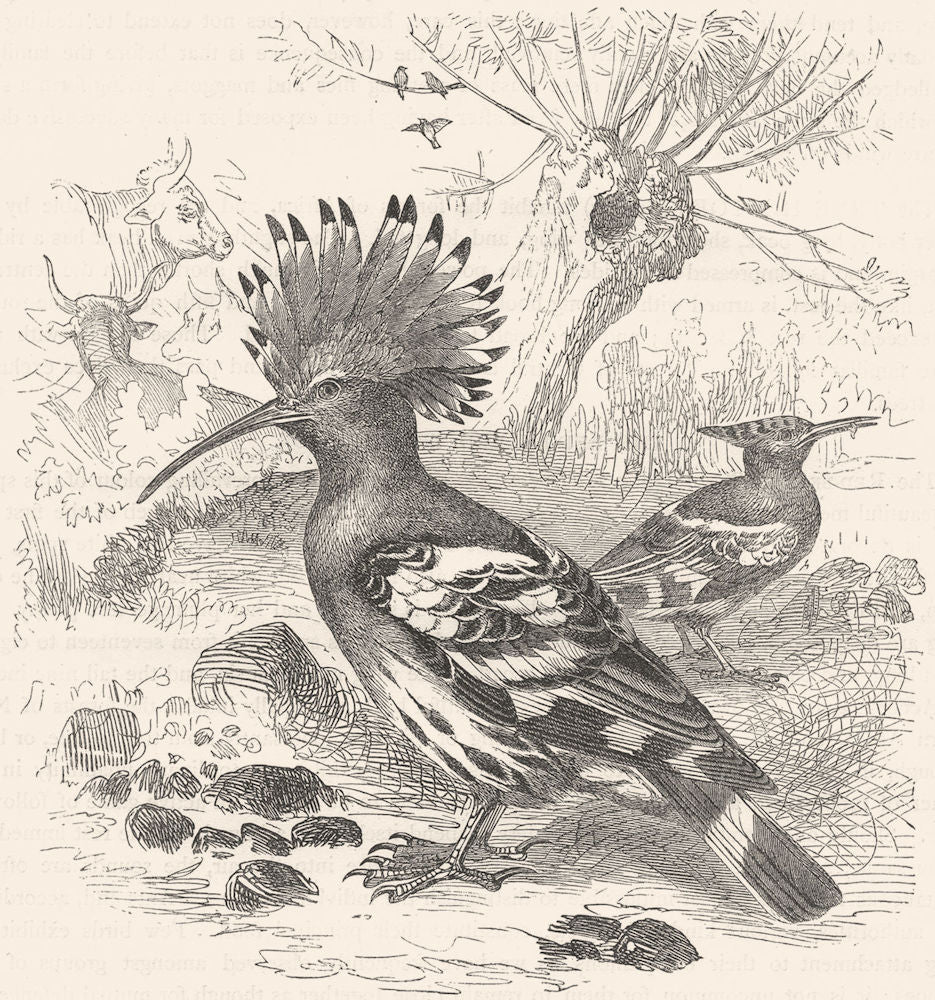 BIRDS. Searcher. Tree Climber. Hoopoe c1870 old antique vintage print picture